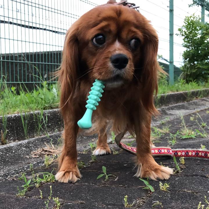 5cb91ff5 c9a7 4c68 bd15 d6bc20b59b98 1560863154445