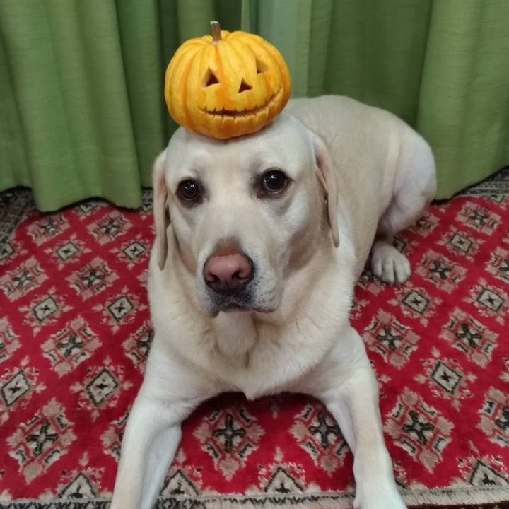 5cba5988 0a06 4a07 878b ac685739566f 1540984385334