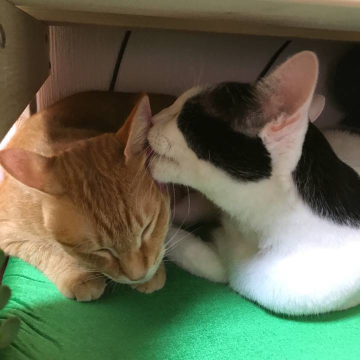 5cc05632 70e8 4fb8 83b1 ffdb0d00ba3d 1508153081760