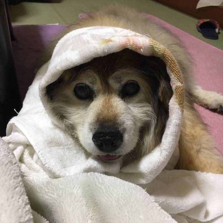 5cc11bba 3538 4303 ad6a 4aa9fff5aae9 1558330333867