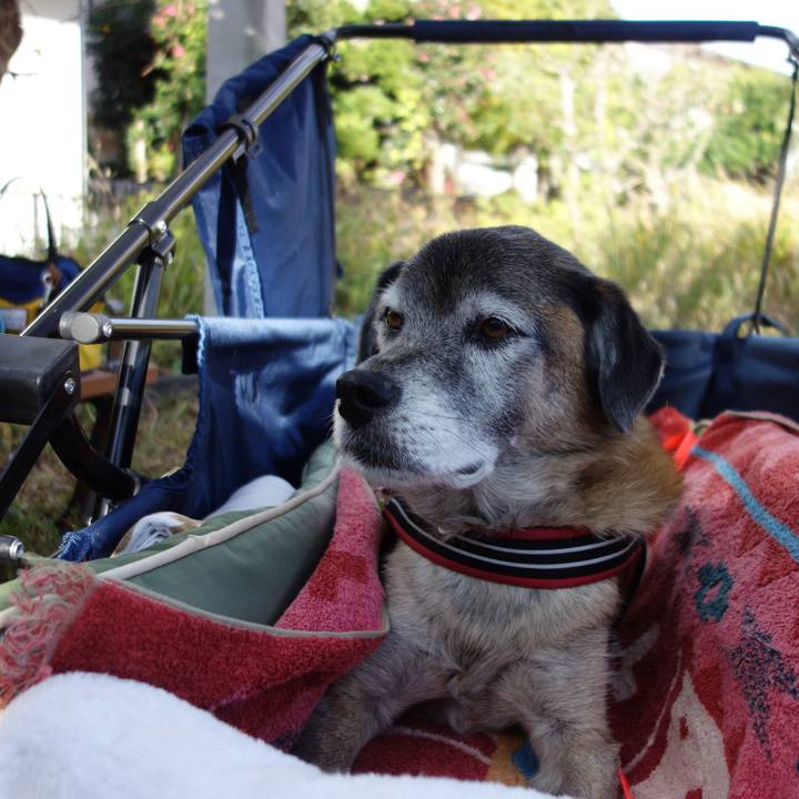 5cc2bf26 0cd0 4d8f 834d ee72185d7f5f 1575538006704