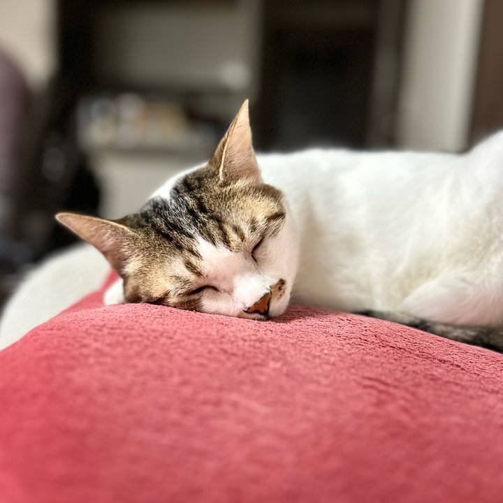 5cc664ed 01f0 4f19 979c 80c4067cfc30 1762643039550