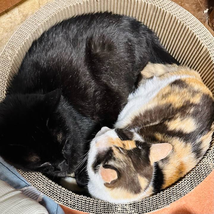 5cc6ecbc ba0a 4963 aa5d c546099ab98c 1688609554959