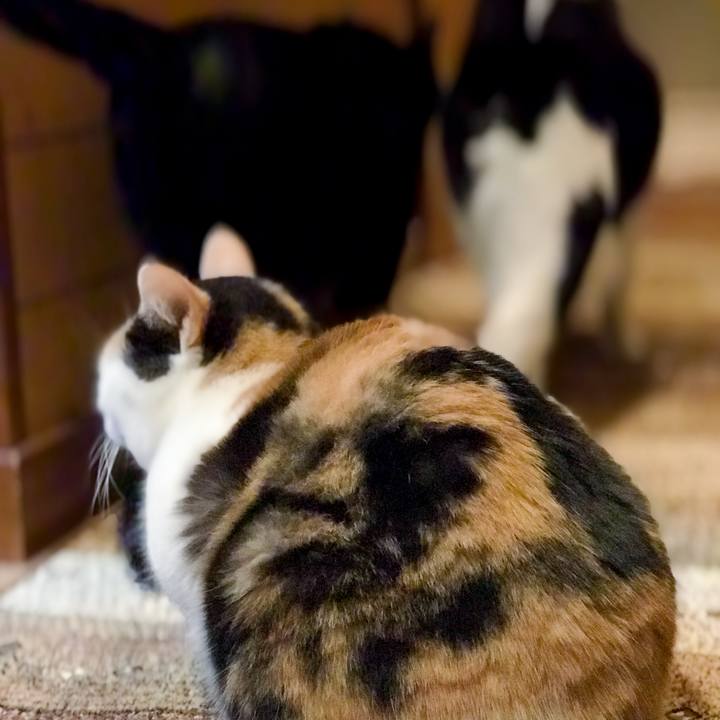 5cccda11 227a 4b4e 96e5 03024f7ebb15 1518963668996