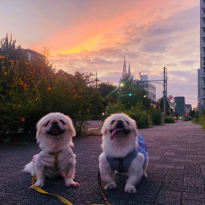 5ccd462a 1bc8 44f6 b977 88907e45b58d 1597179951003