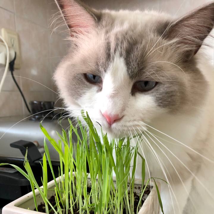 5cd4c6ce 314e 46ca 957a 9e13dffc4ead 1596092438557