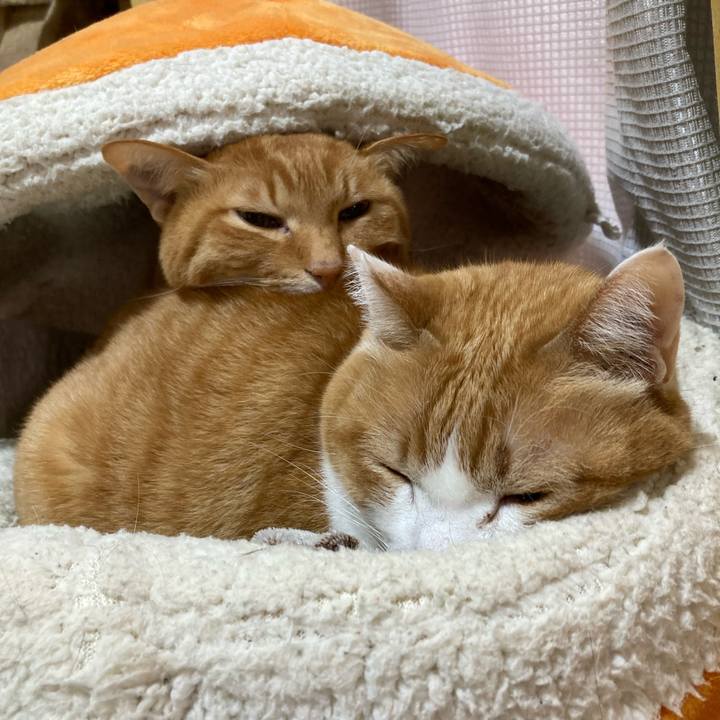 5cd5f2a0 e56b 417a 9c15 88bbc0ecef2e 1775058837717