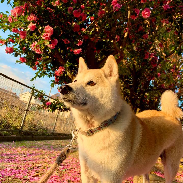 5cdcd377 883b 4336 9550 47e0a2f61c17 1577988262438