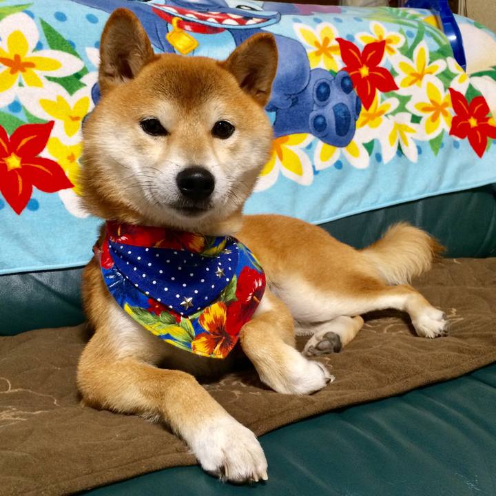 5cdd9010 e862 4afe bb6c 1bdd551dd49f 1509963334884