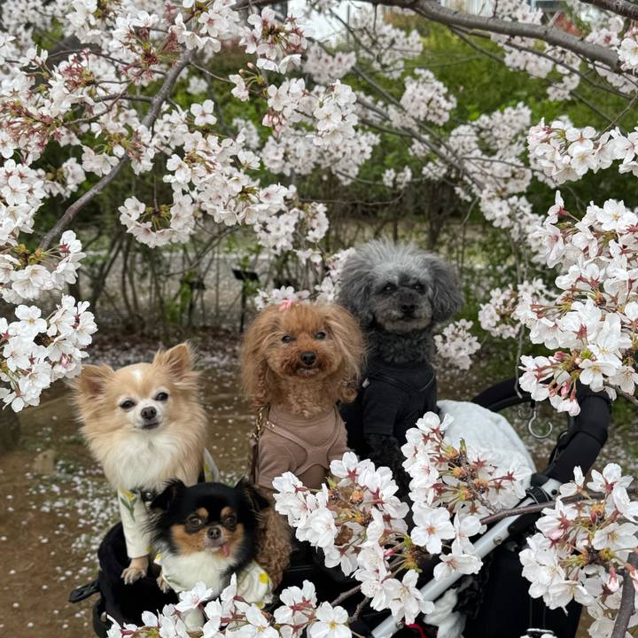 5cddc94e 5aeb 4383 a71f 8dd5671a5f74 1744155985915