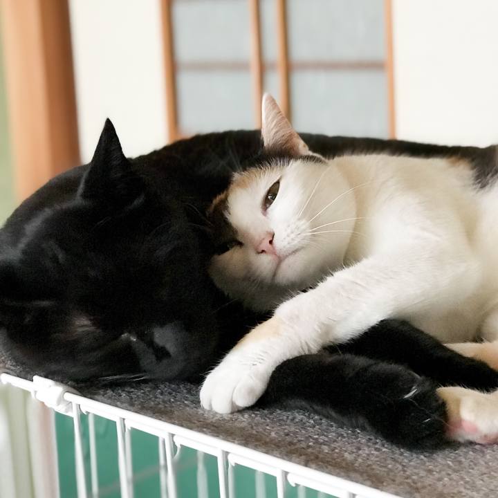 5ce165d6 ca43 4e09 ae83 ac142bb0f0d7 1533949976687