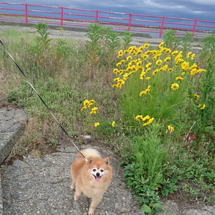 5ce24c59 d4fe 4865 a51e f3bc8b3e4509 1527762397873