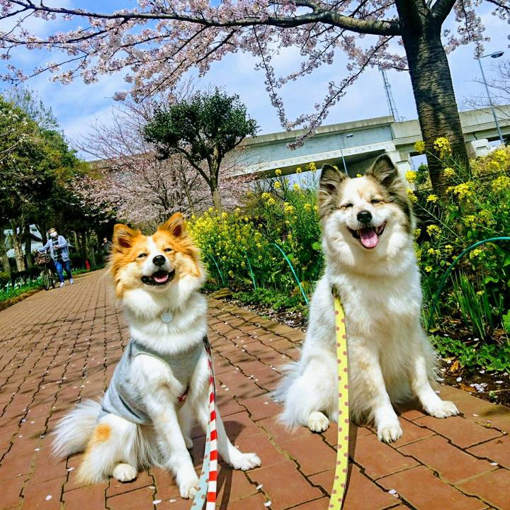 5ce45162 9d83 4e40 a05b 2089985cdfdd 1554209735156