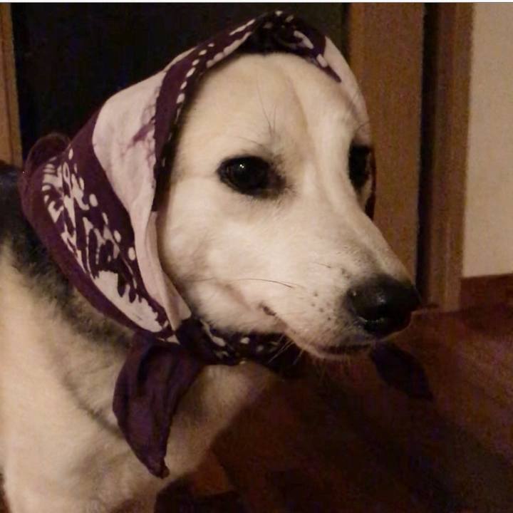 5ce4afa5 e3bc 45bc 9fcf f701cfda490d 1557753222376