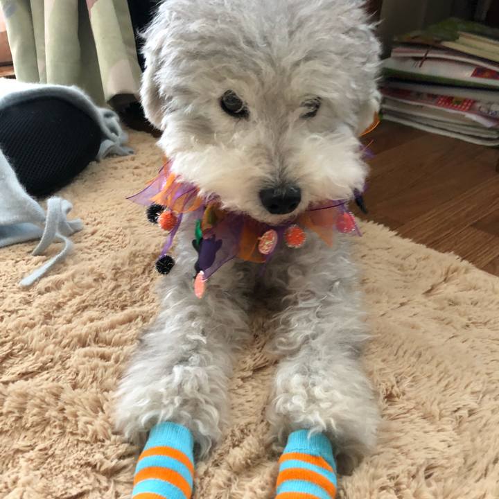 5ce71083 ddac 4bc6 b320 6f91b0ec236d 1540693419713