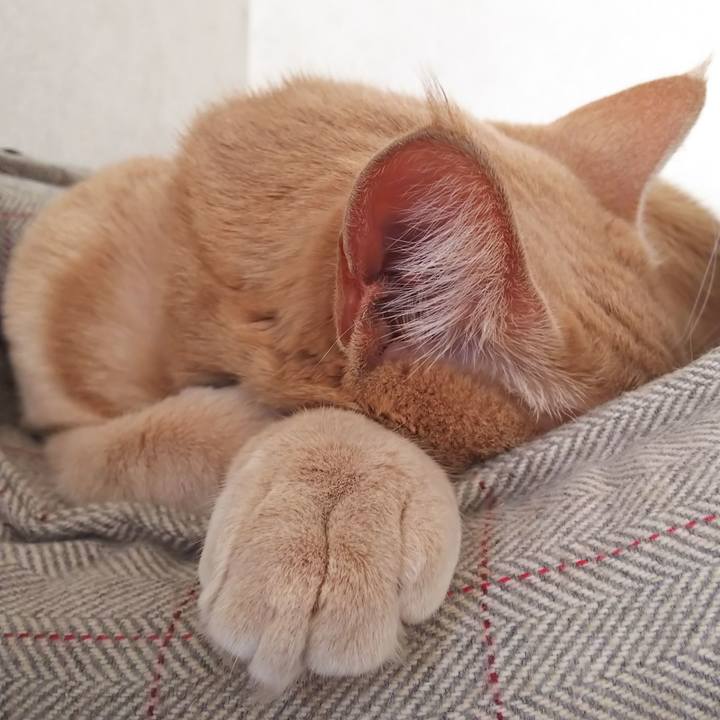 5ce7b5ff b5e7 4a69 81ca 8e4d0c1d84d6 1575691647426