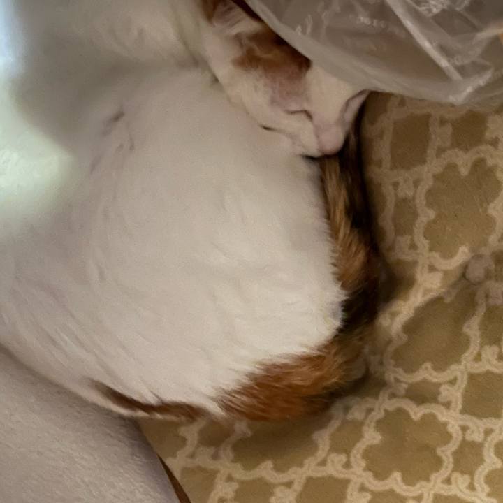 5ce7e29f 20da 440e b3f9 2c9705ecac98 1771944086856