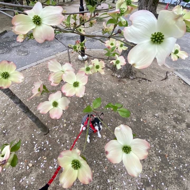 5ce98284 3293 4d99 b2cb 3d7aaf49c8fe 1617573459695