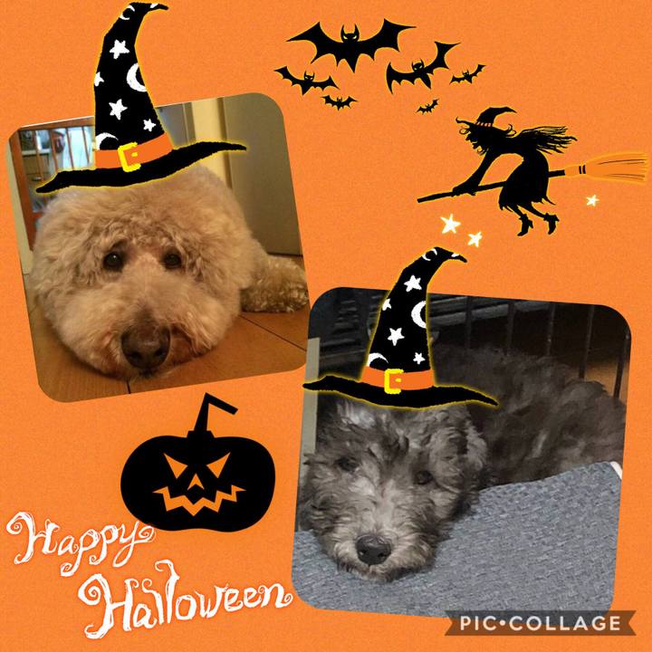 5ce99a4f 5cce 45d8 9822 54247172efde 1571806296790