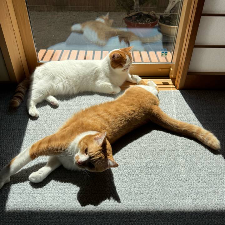 5cea2645 694a 4336 b5b7 f2df4f59de57 1774069808479