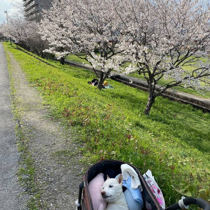 5cea77b1 8283 439d b82e 9c9b3bb6e83b 1680090011371