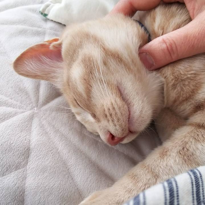 5cf02fbe f417 4f15 8c20 538750d89571 1546321142347