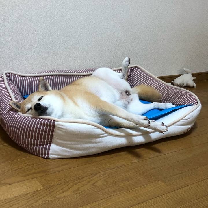 5cf49a32 a658 4334 9edf 54ce83cec2f5 1597325642381