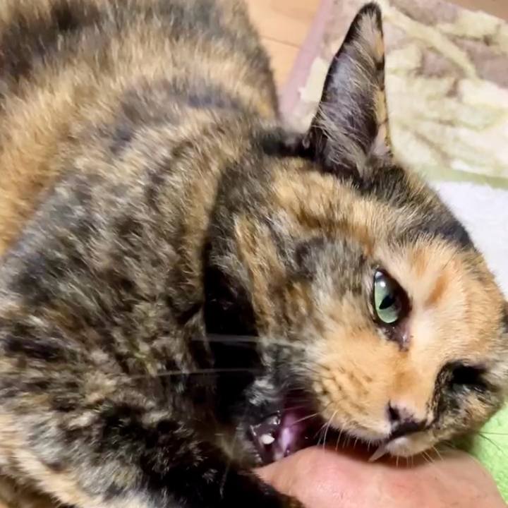 5cf6f082 b60d 489d 95a6 660738af1919 1729502900708