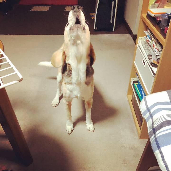 5cf95e2e 81ee 4953 a84a f08fe1796b75 1541162112873