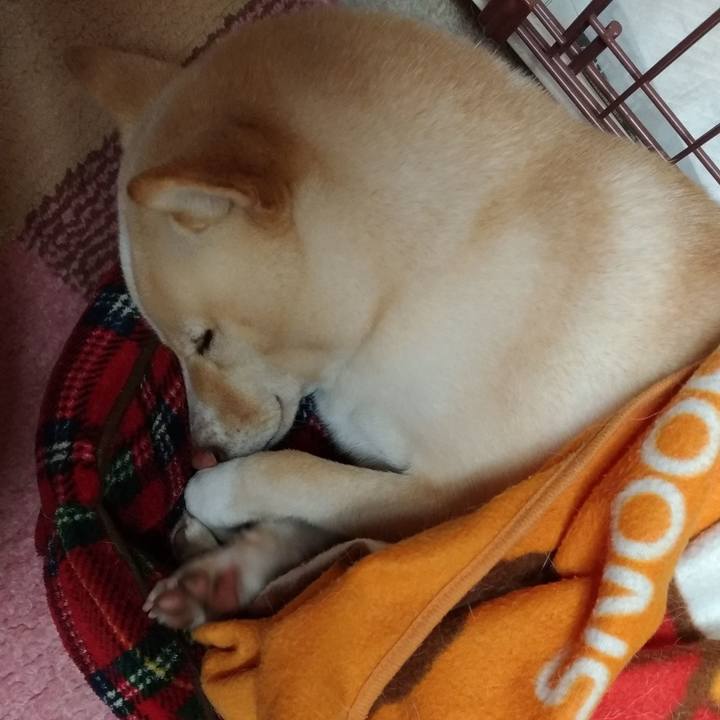 5cfa5522 0b9f 4fae a927 12aface8483d 1544445023019