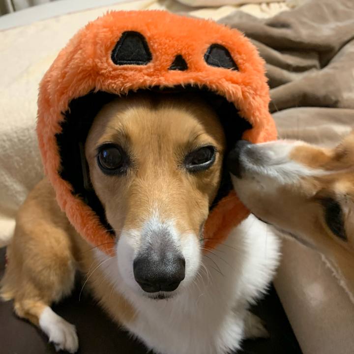 5cfa7091 dd16 4e44 9816 dbc056f30060 1604141823547