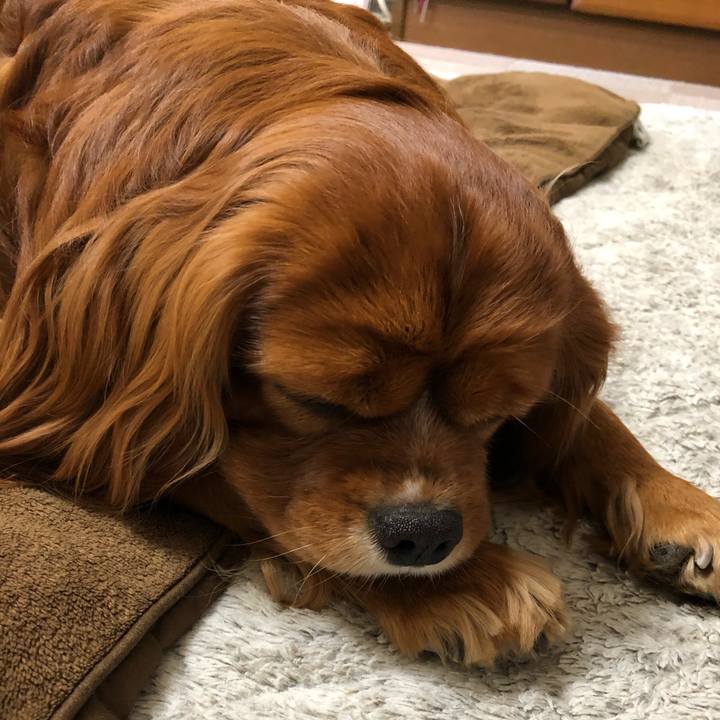 5d00df20 63f9 4662 8a81 01612ce0d96f 1619389813758