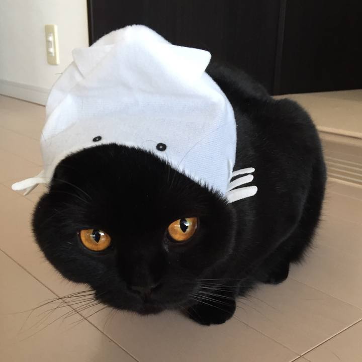 5d00f46a c6d5 48fb a5f7 64586c323014 1511562320869