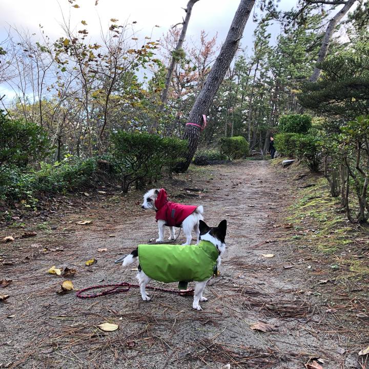 5d03831f ad96 4d51 89fd 0137358efe96 1574208114750