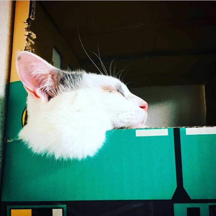 5d091212 fabd 4b48 b6ef 18a3b3c24a4c 1526411572646