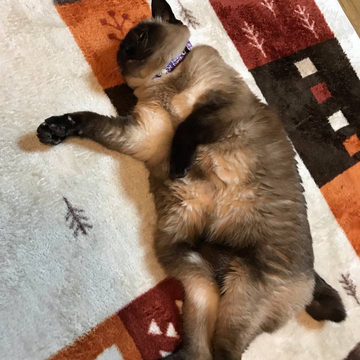 5d0a8186 c4c6 4263 8bda 70a0dbb5888f 1560995563779