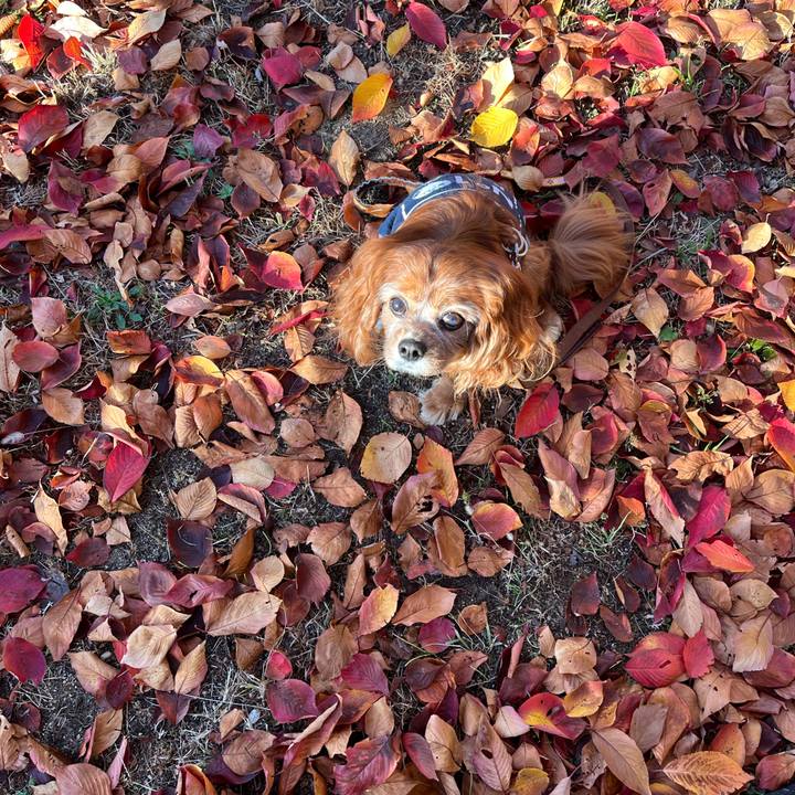 5d0d95c9 0198 4c52 88ad 748bb5d3fa37 1763771622794