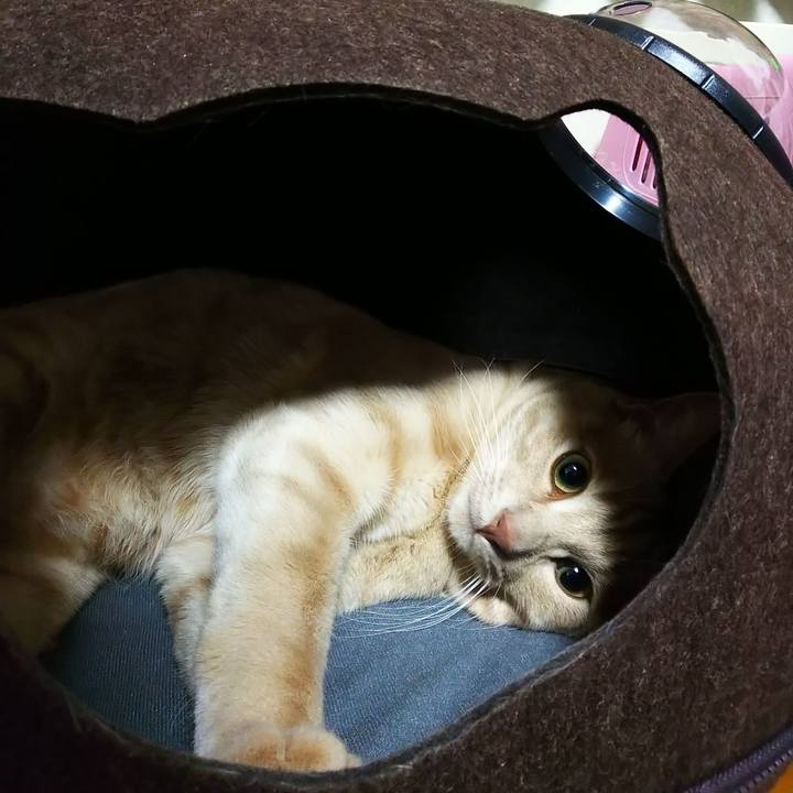 5d14bf94 cada 4adf b40b 9ccad006914f 1591180529067