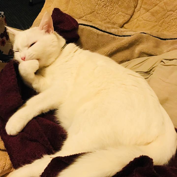 5d15f43c c9f1 4540 8b40 30b15c873c1d 1512997337790