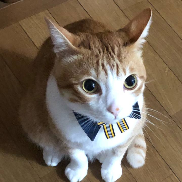 5d16d190 9ab6 478a a668 e26cf065222d 1541293246755