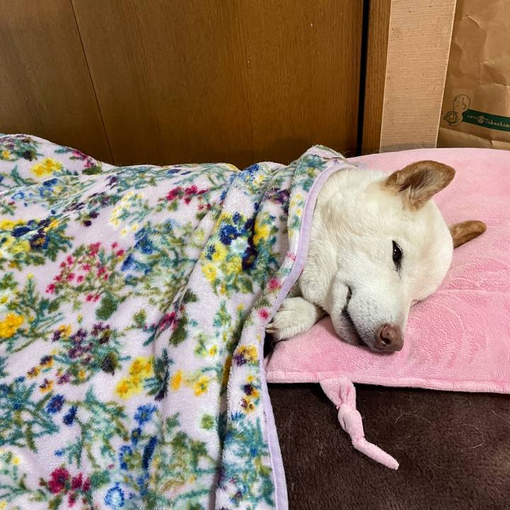 5d18068c 07f4 421d a9b6 666d4790fe5e 1639231325282