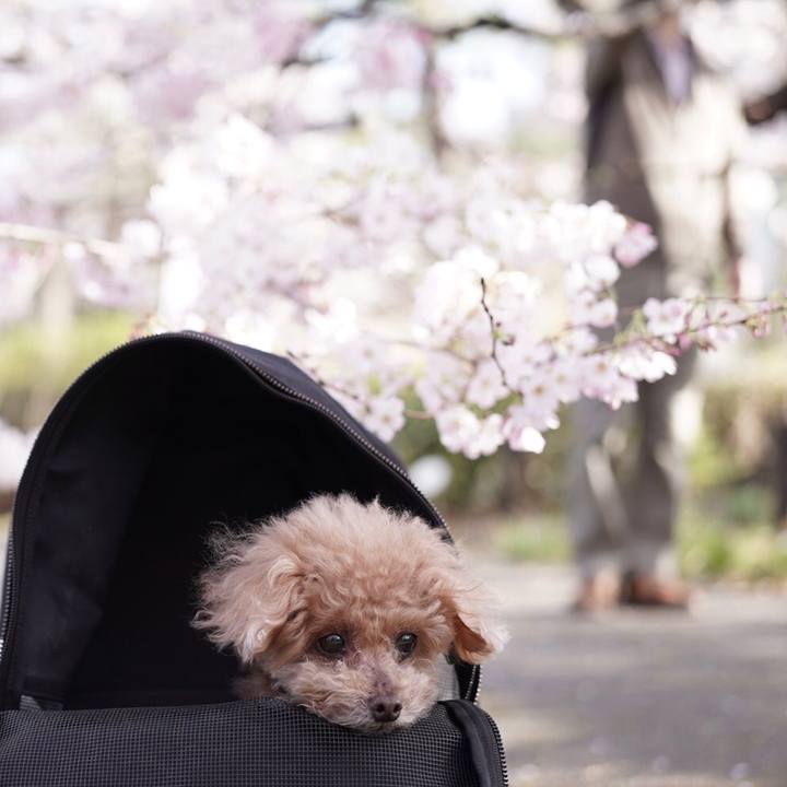 5d19dbbc bf98 496b bf03 5b9d8ae9661a 1697115066193