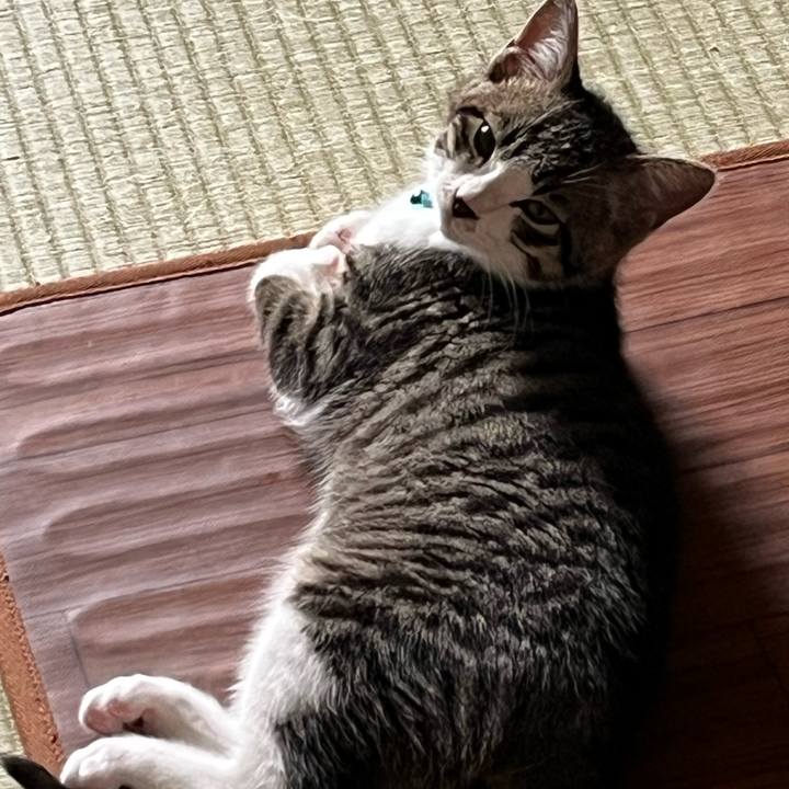 5d1a0eb5 ba6c 4a55 b7cb 8a1e639a4d4a 1769385400645