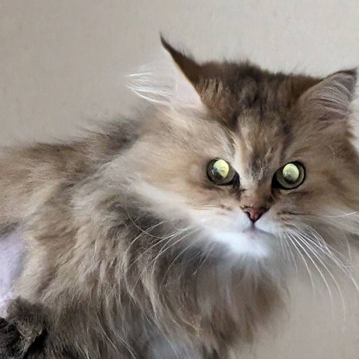 5d1a240e e429 43ff aa27 b7fb09e10631 1715641885085