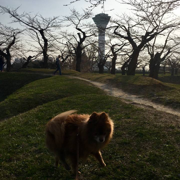 5d1ab3d1 7726 48ab 83f0 20ef3154f7e8 1524257960878