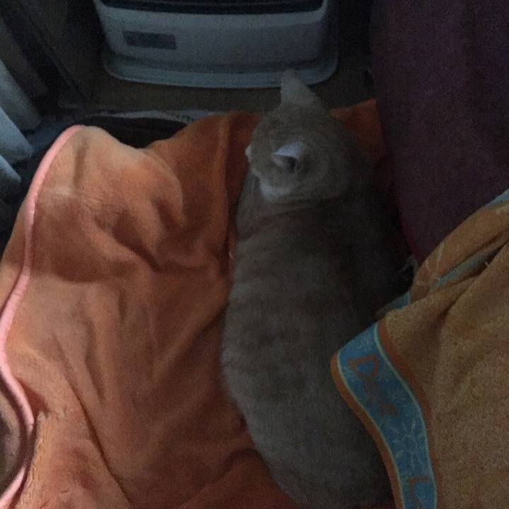 5d22d31b 5bad 417c b94e 2cd5842fc291 1513987070403