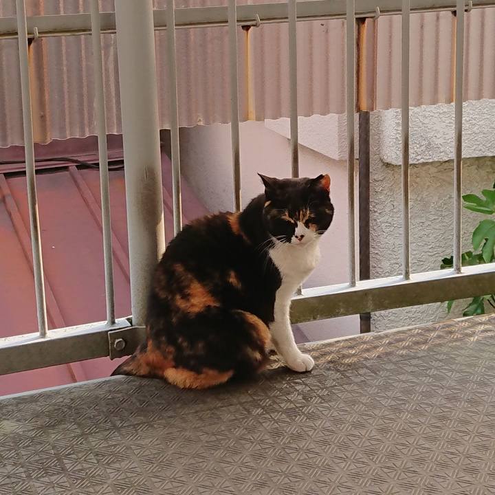 5d25ddc8 664b 41ed 85e7 080c5dd2c546 1587943070646