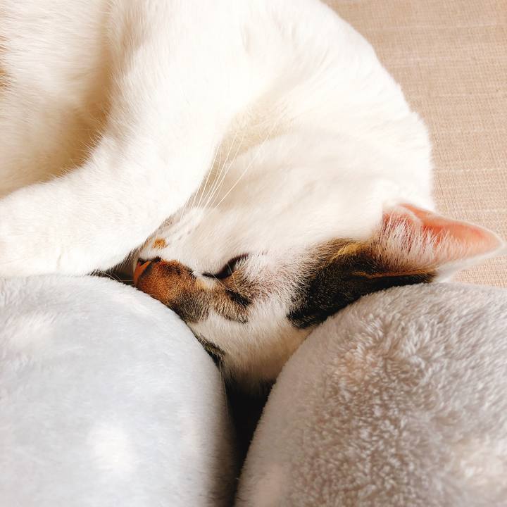 5d269d88 5708 450a a264 a0a27a2963be 1514802288032