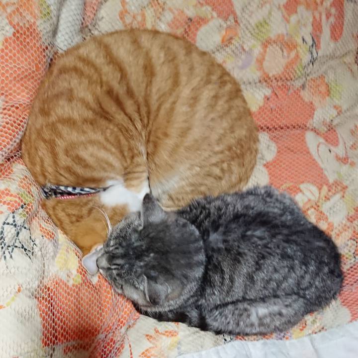 5d29949d 5491 446a 9678 76d40892834d 1573736676083