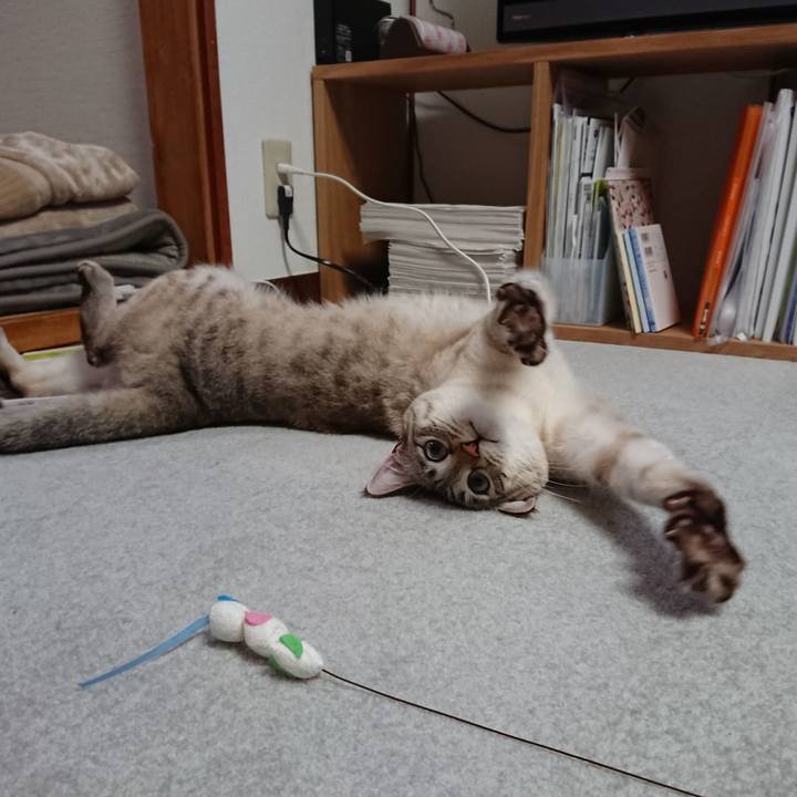 5d2a32a3 7a4d 436f 953b 11e1eeaaa631 1519560444792